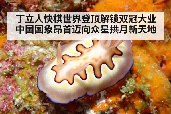 丁立人快棋世界登顶解锁双冠大业 中国国象昂首迈向众星拱月新天地
